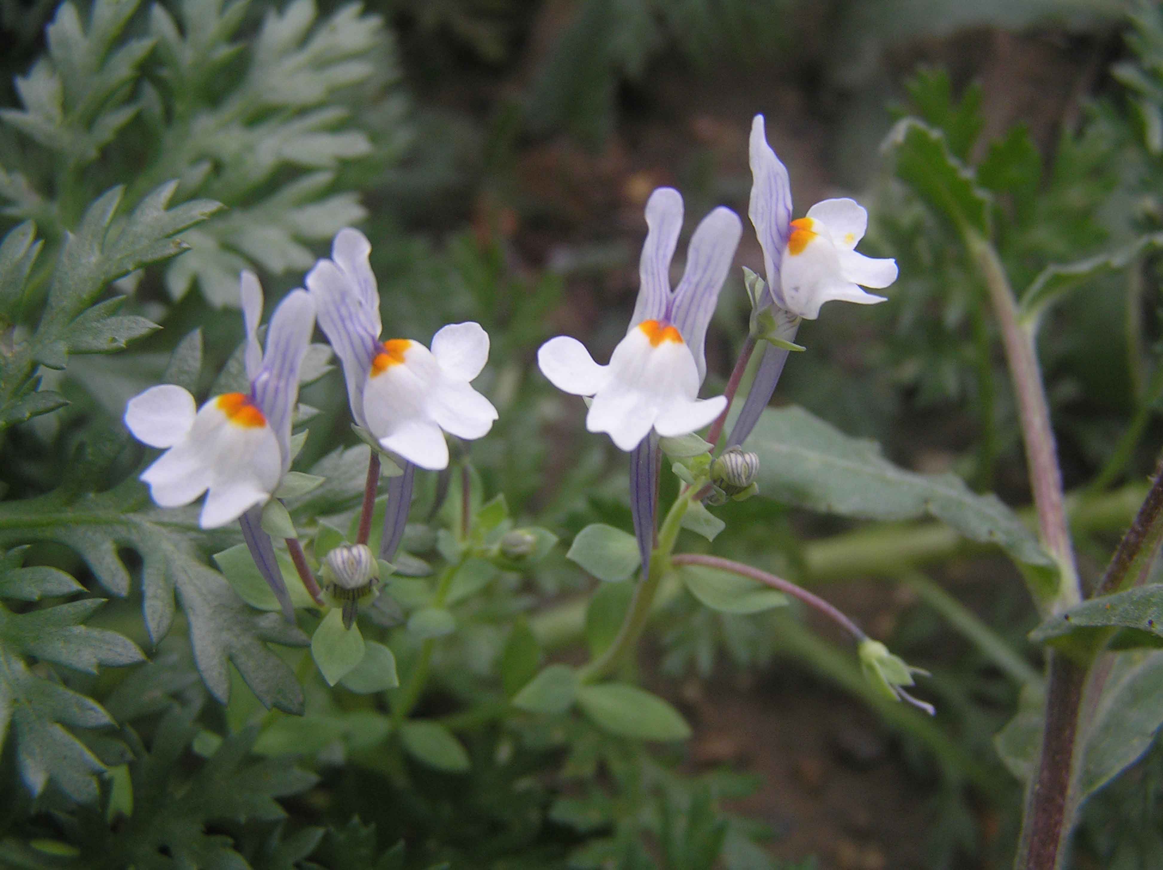 Linaria reflexa / Linajola riflessa